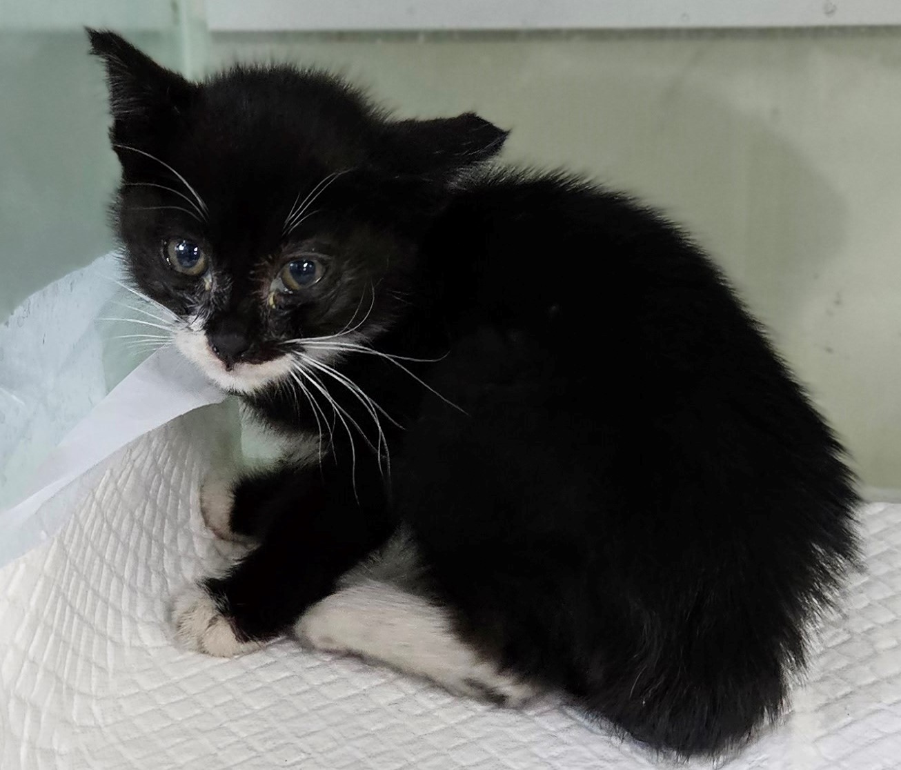 대구유기동물보호협회_427344202300159