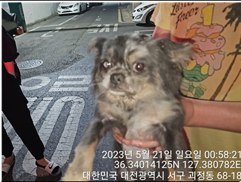 대전동물보호센터_430366202300293