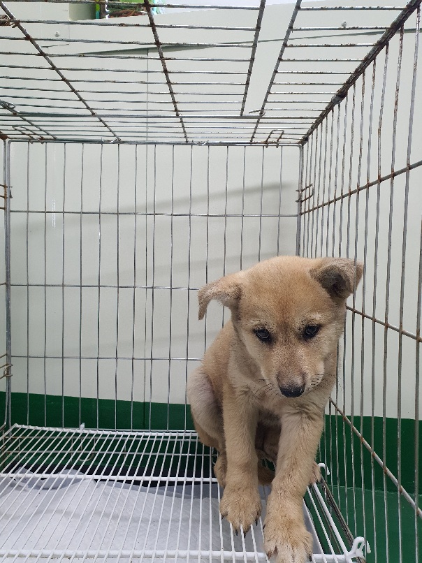 공주시 동물보호소_444450202300380