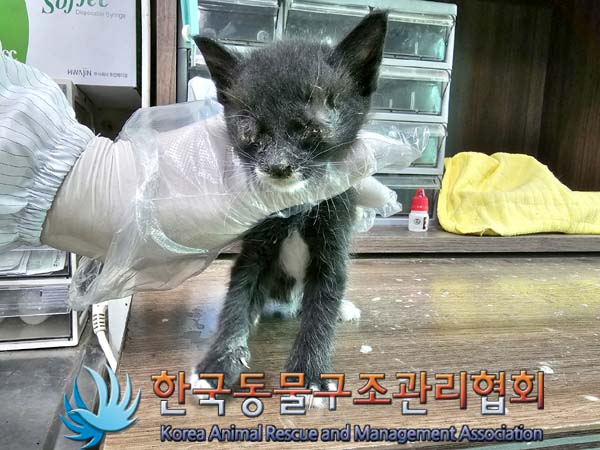 한국동물구조관리협회_441560202300647