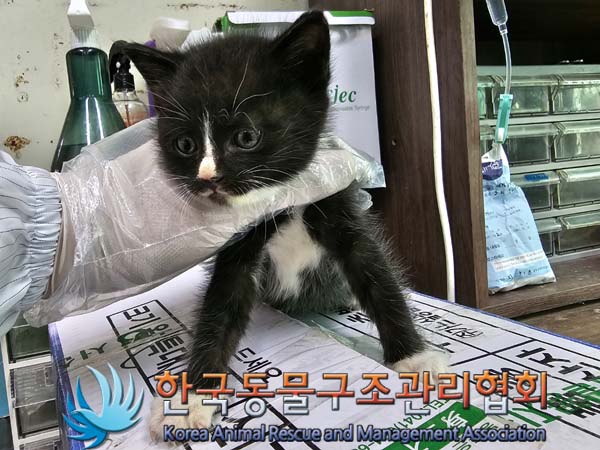 한국동물구조관리협회_441560202300646