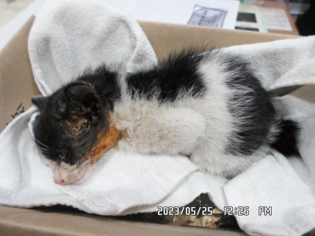 디아크동물종합병원_411319202300233