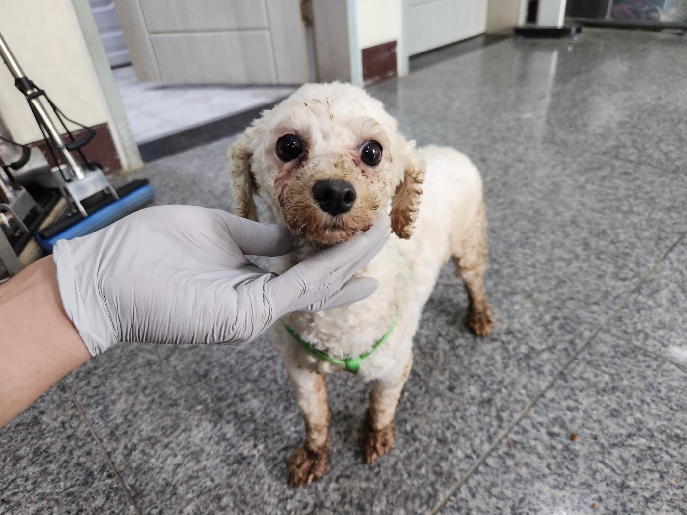 광주 동물보호소_429359202300178