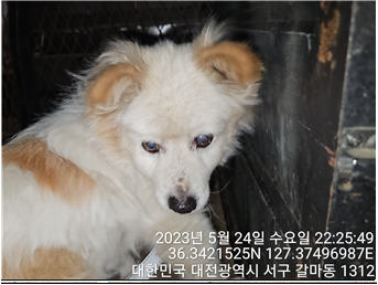 대전동물보호센터_430366202300299