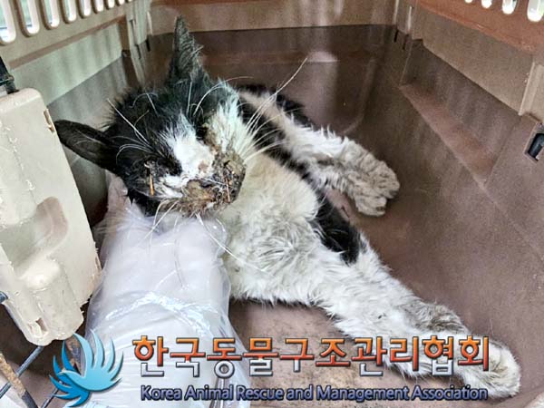 한국동물구조관리협회_411306202300384
