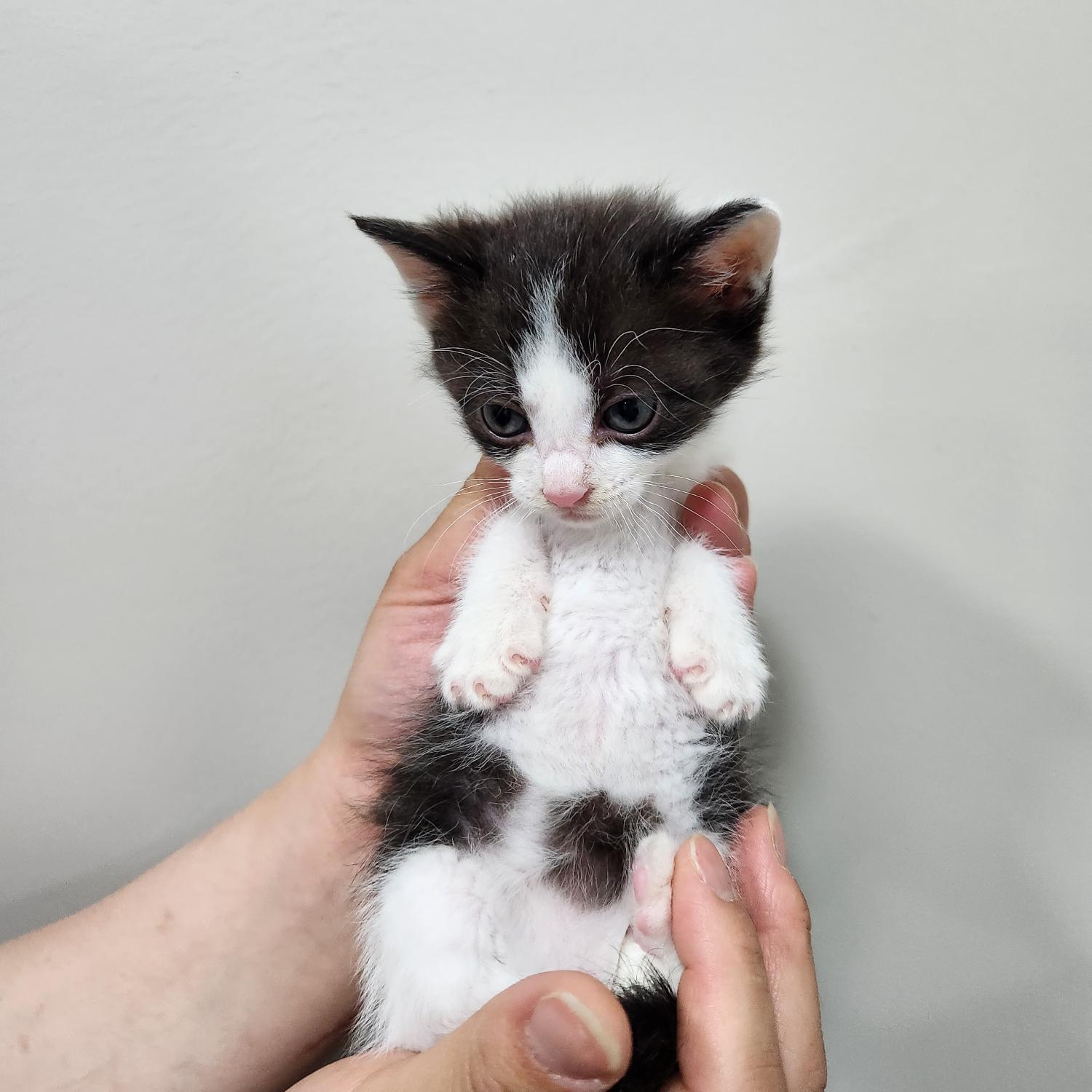 신세계동물병원_427346202300473