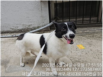 대전동물보호센터_430366202300298