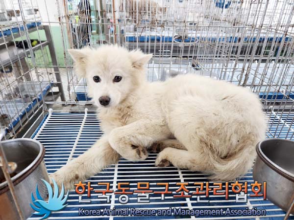 한국동물구조관리협회_441559202300388