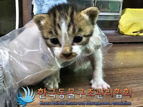 한국동물구조관리협회_441559202300391