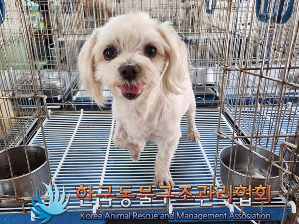 한국동물구조관리협회_441382202300357