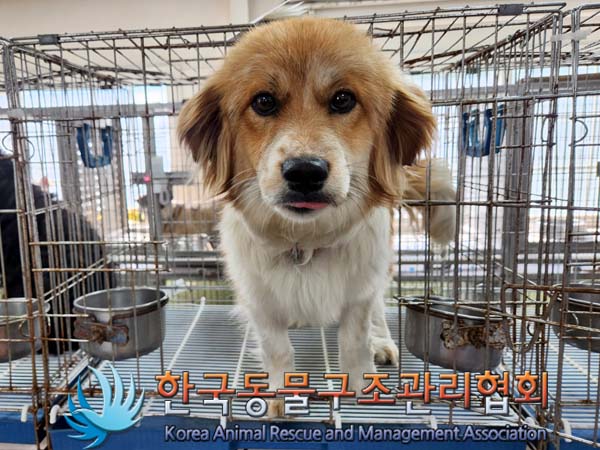 한국동물구조관리협회_441560202300651