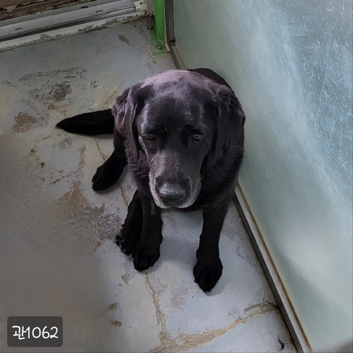 고양시동물보호센터_441394202301062