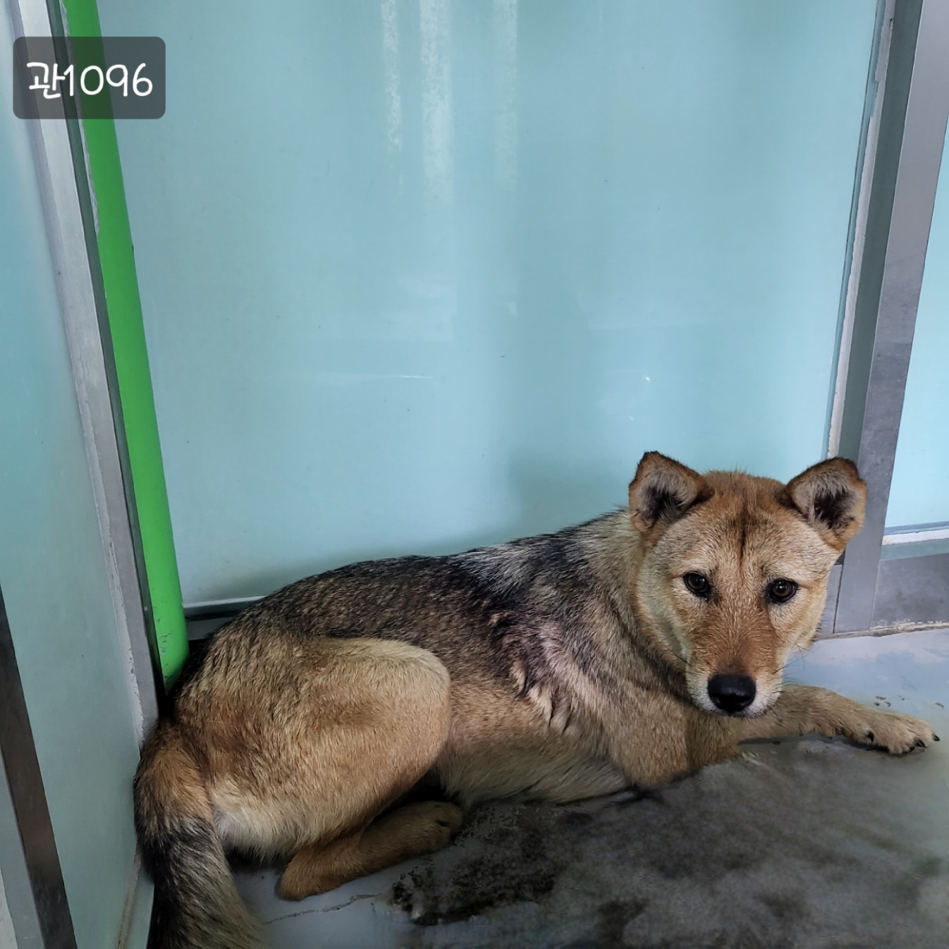 고양시동물보호센터_441394202301096