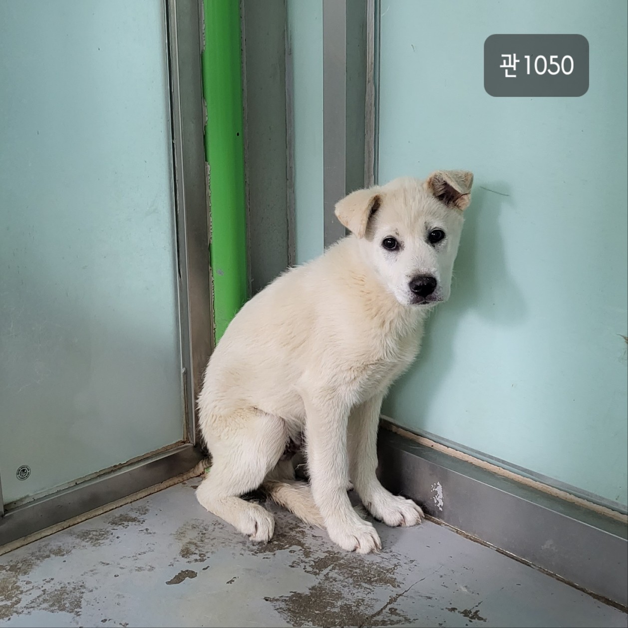 고양시동물보호센터_441394202301050