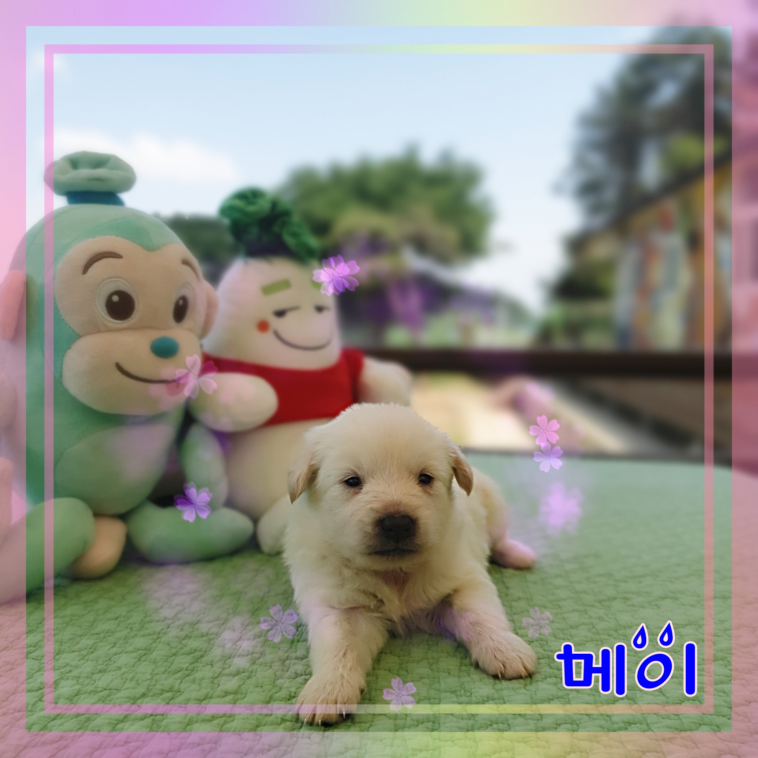 군산유기동물보호센터_445467202300892