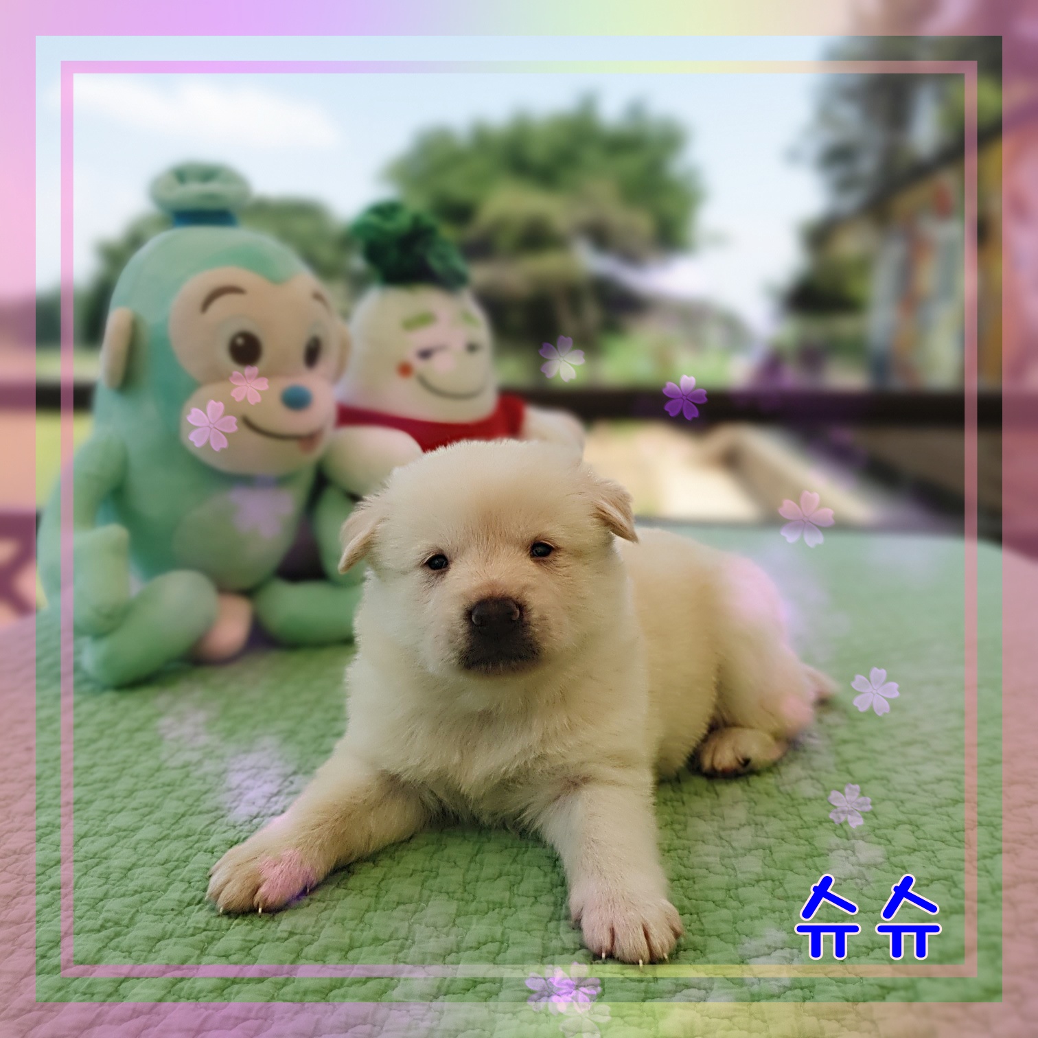 군산유기동물보호센터_445467202300893