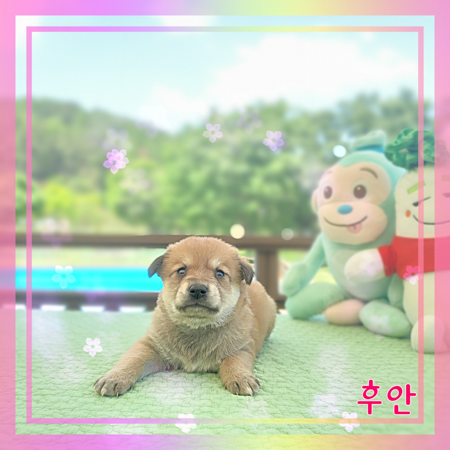 군산유기동물보호센터_445467202300897