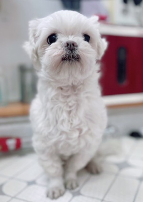 짱구네동물병원_428354202300684