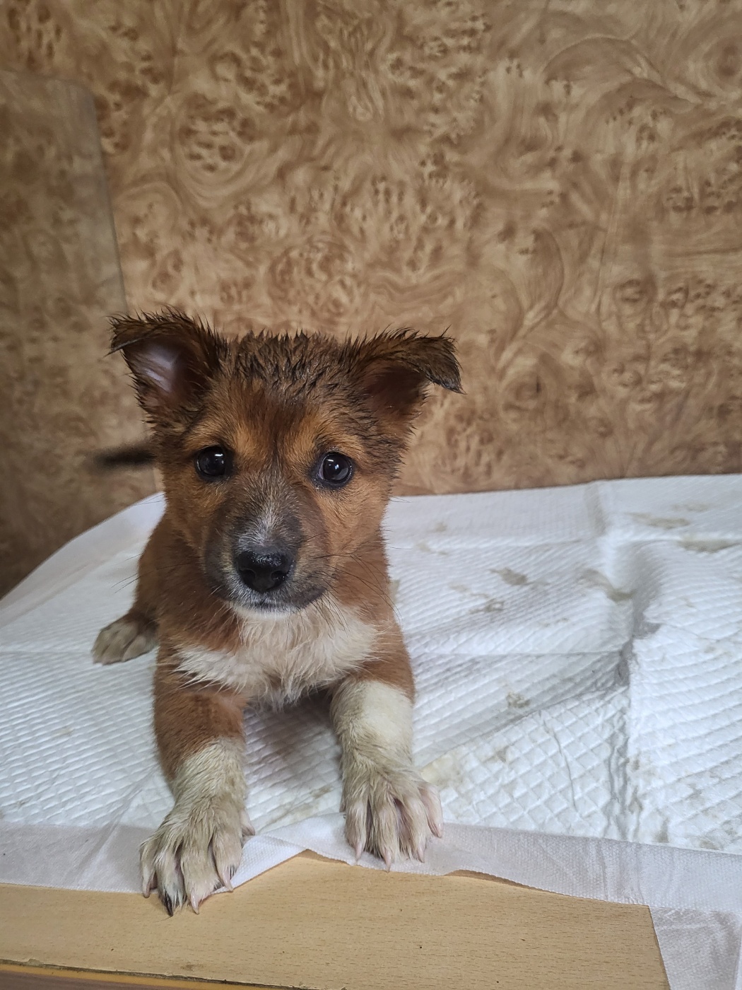 순천시유기동물보호소_446482202300309