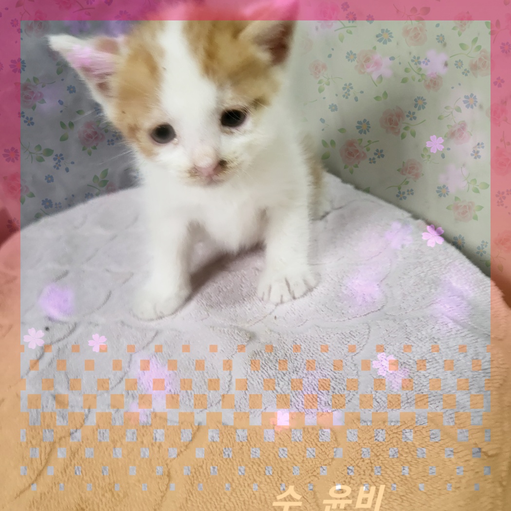 군산유기동물보호센터_445467202300889