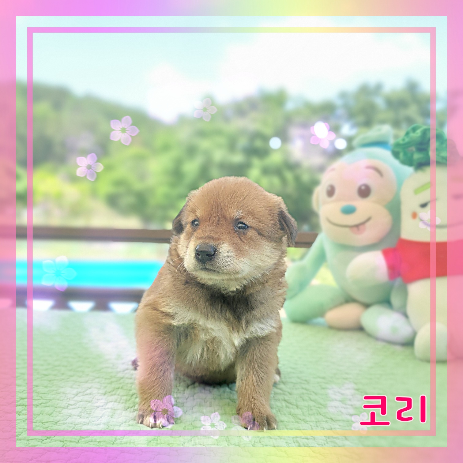 군산유기동물보호센터_445467202300896