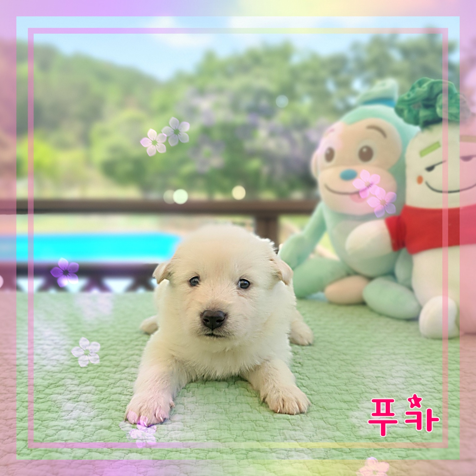 군산유기동물보호센터_445467202300895