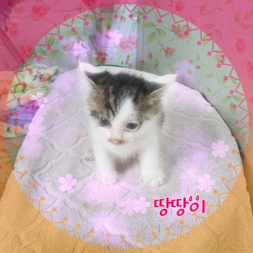 군산유기동물보호센터_445467202300886