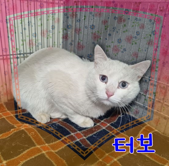 군산유기동물보호센터_445467202300885