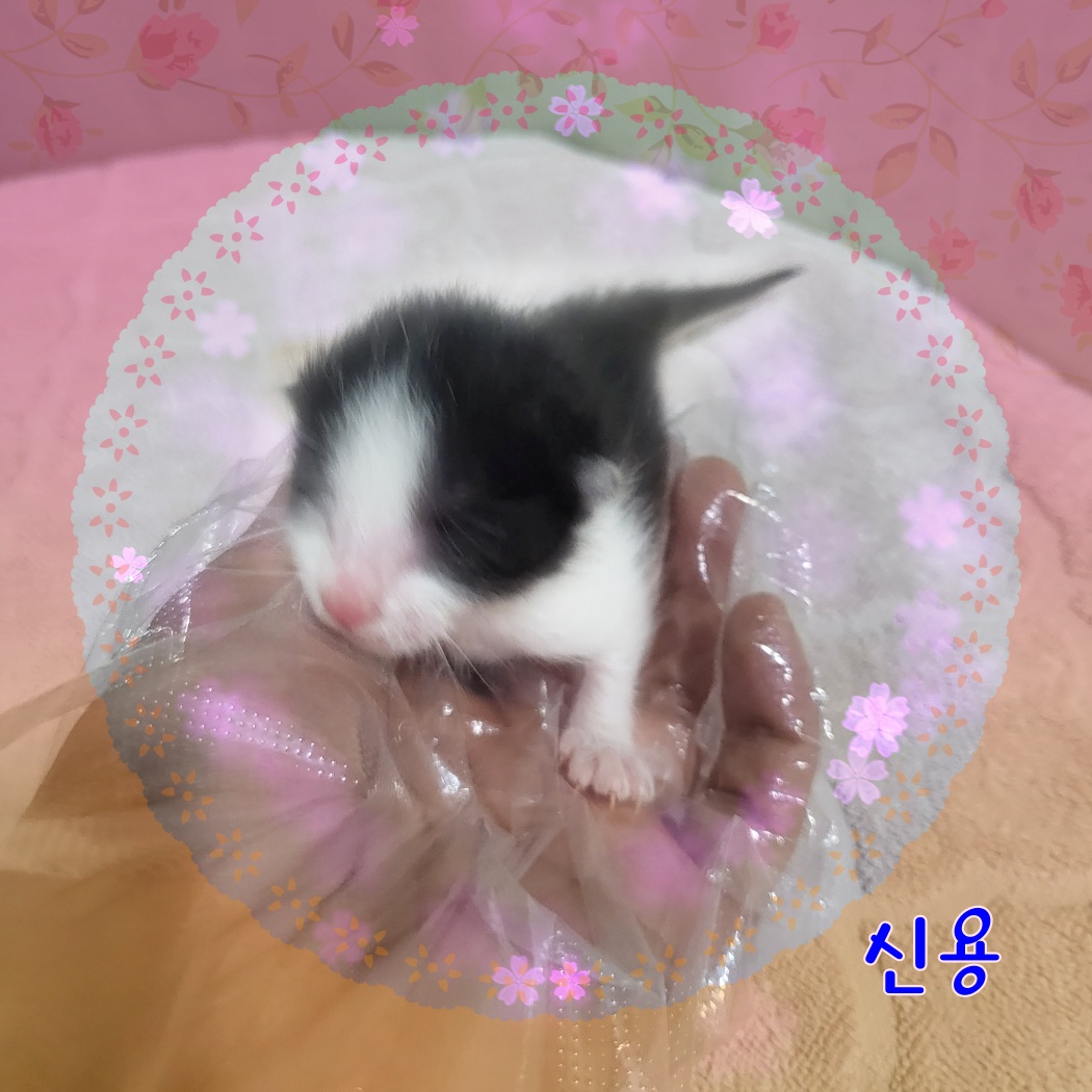 군산유기동물보호센터_445467202300890