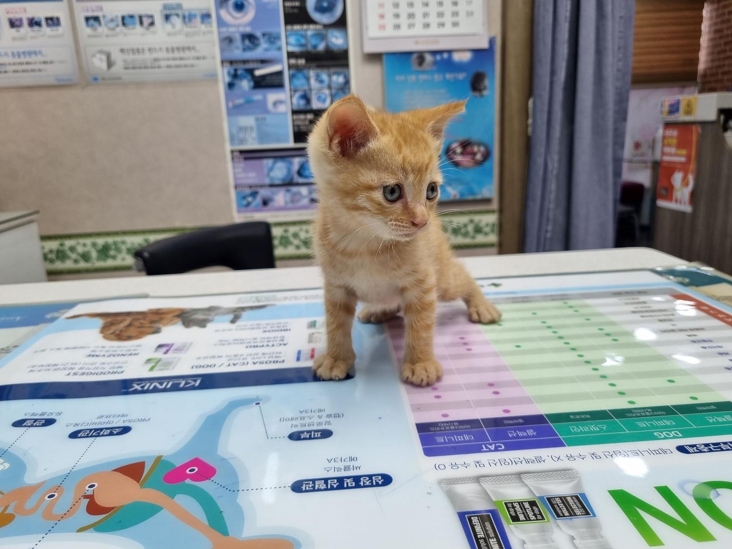 대구시수의사회(보경)_427343202300394
