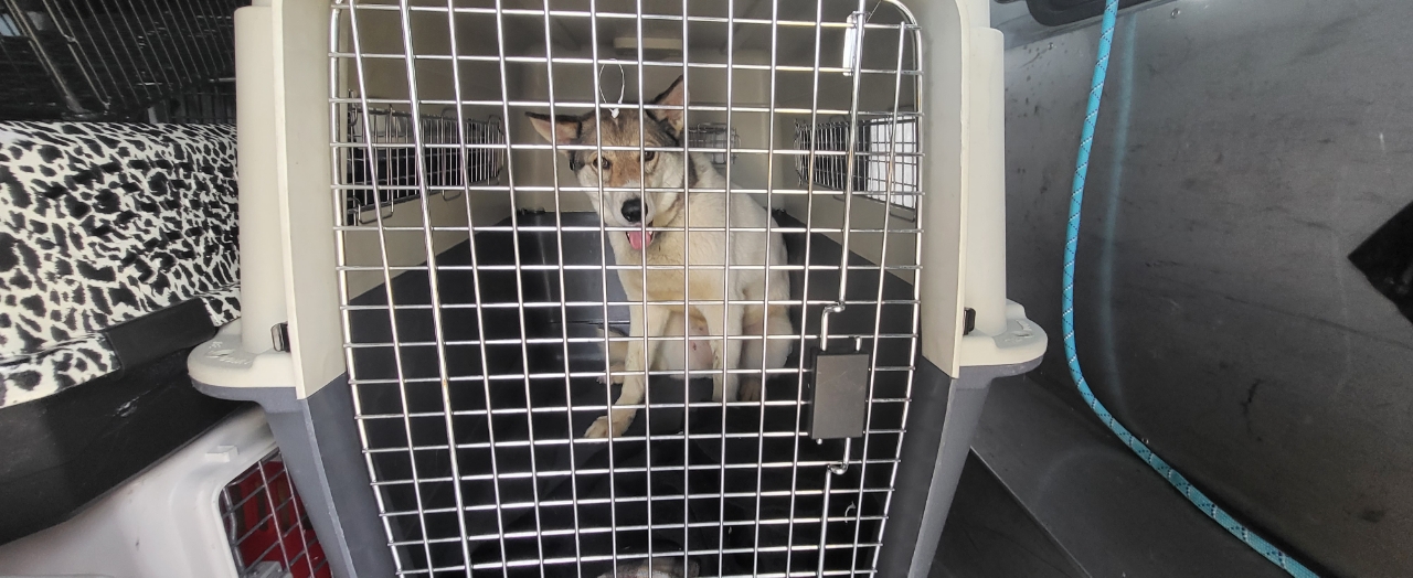 강동구청 반려동물팀 _411324202300290