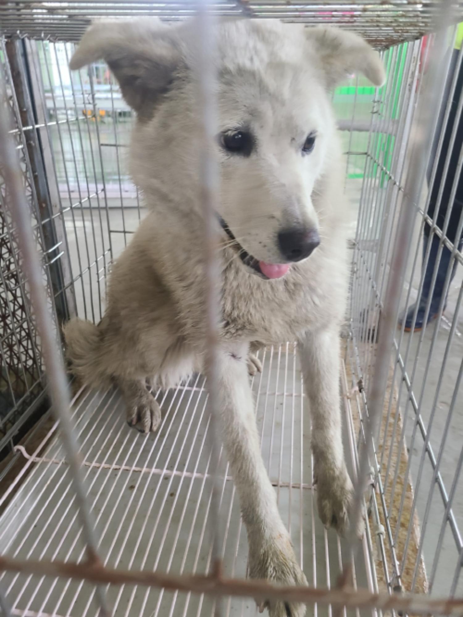 유기동물및관리협회_448535202300692