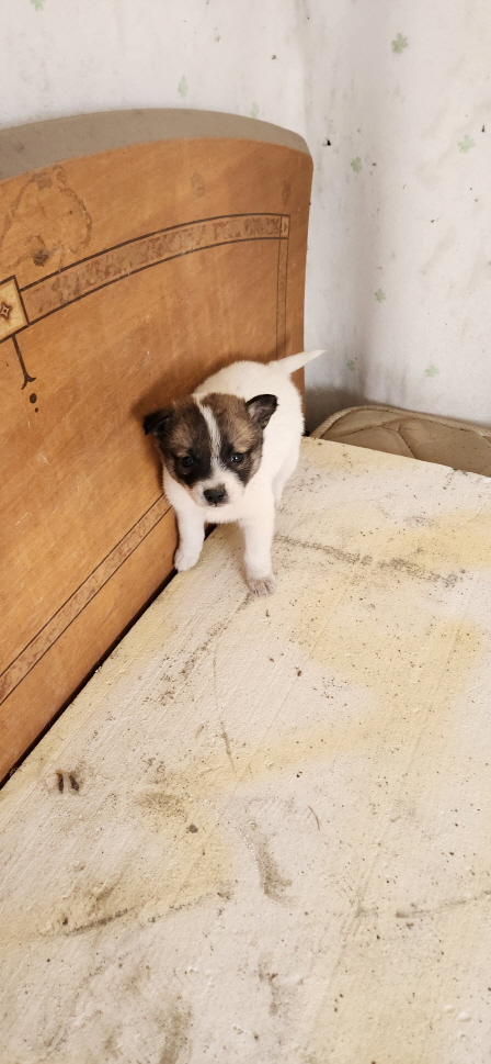 익산유기동물보호소_445468202301130