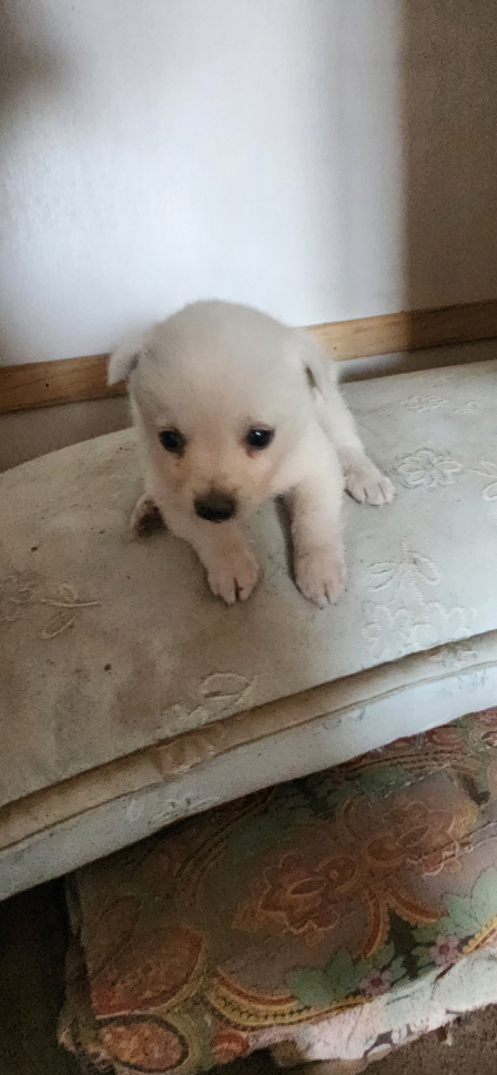 익산유기동물보호소_445468202301135