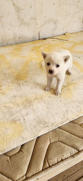 익산유기동물보호소_445468202301131