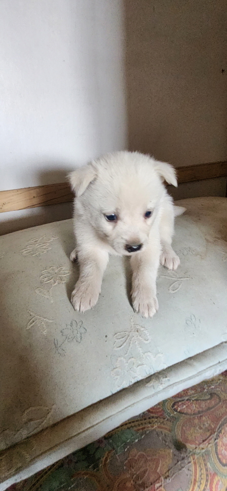 익산유기동물보호소_445468202301134