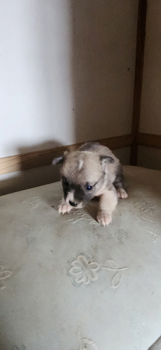 익산유기동물보호소_445468202301133