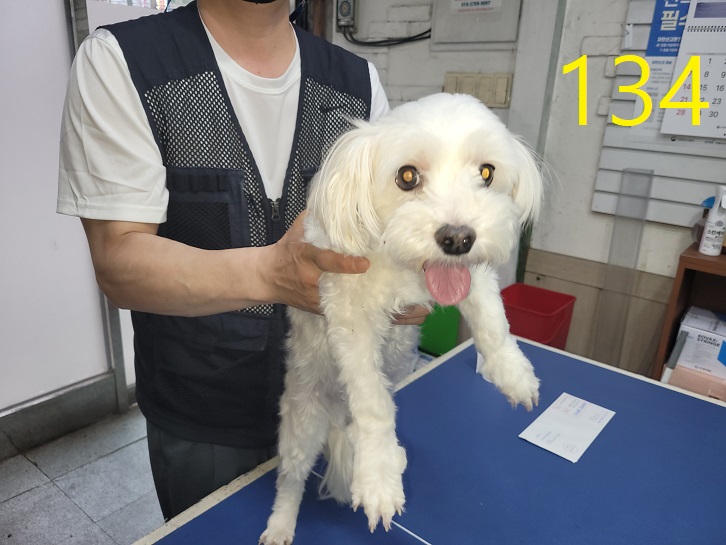 신영재동물병원_428355202300229