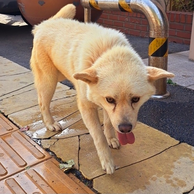 수원시 동물보호센터_441374202300517
