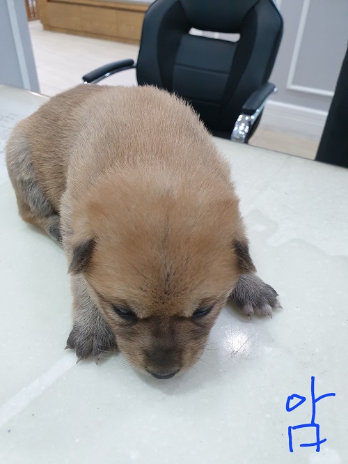 옥천동물병원_443443202300337