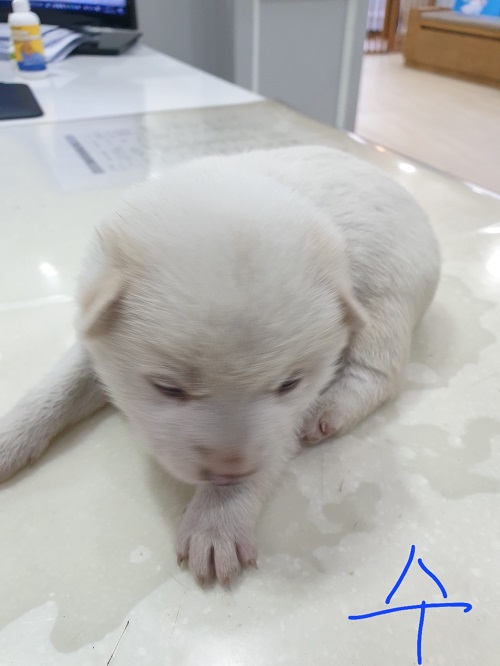 옥천동물병원_443443202300334
