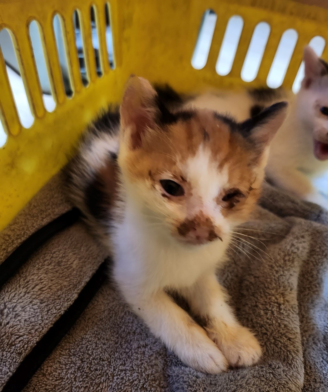 울산유기동물보호센터_431372202300228