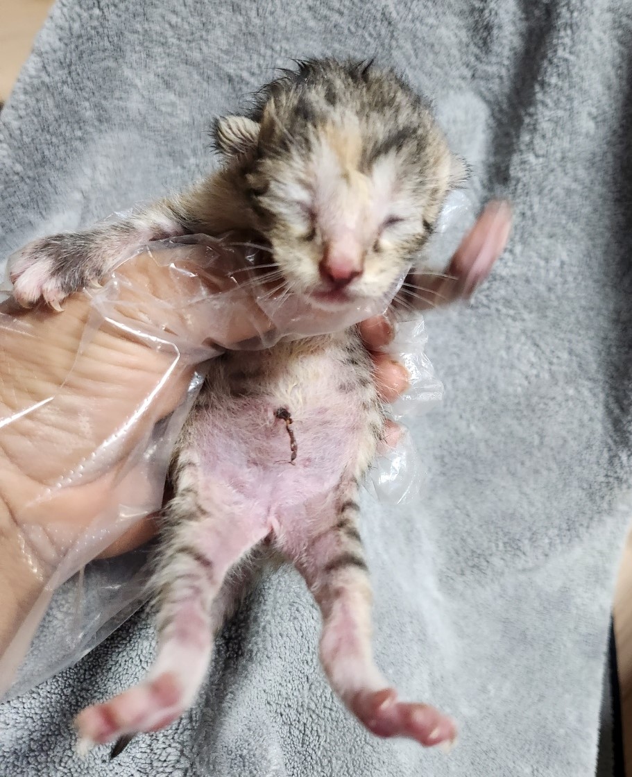 울산유기동물보호센터_431371202300225