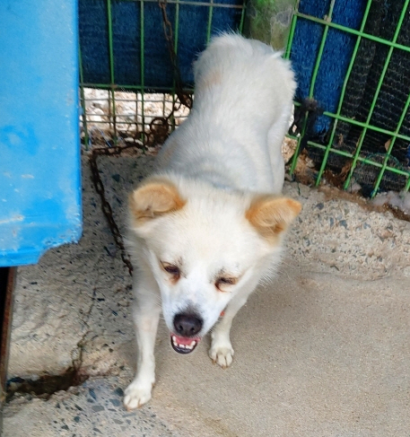 월드동물병원_444455202300191