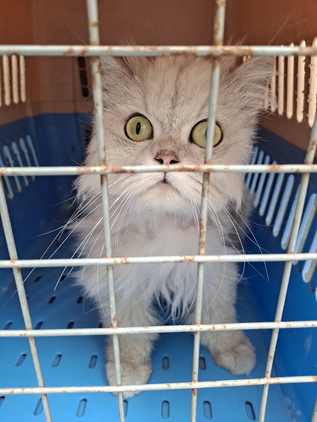 거제시유기동물보호소_448537202300633