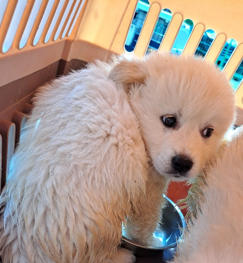 울산유기동물보호센터_431373202300545
