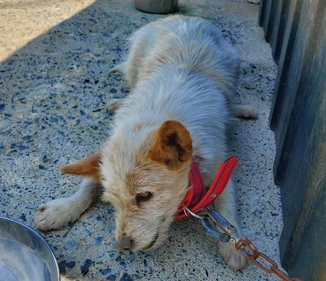 월드동물병원_444455202300193