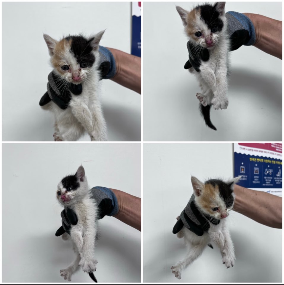 천안시유기동물보호소_444449202301145