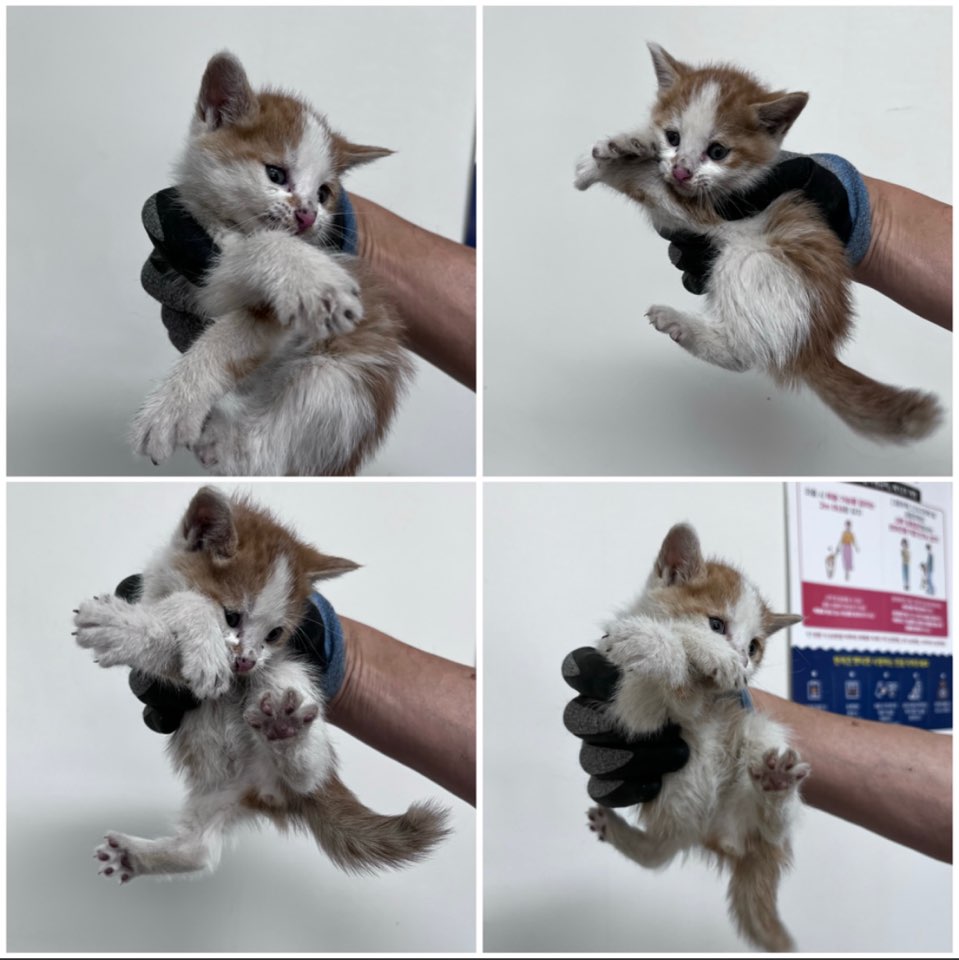 천안시유기동물보호소_444449202301146