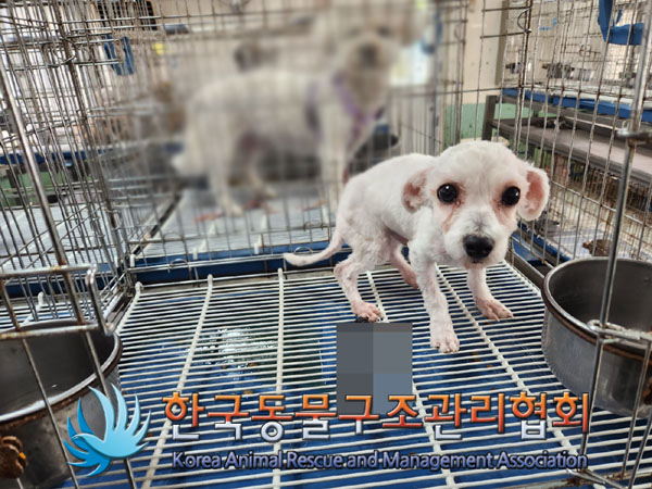 한국동물구조관리협회_411315202300360